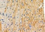 STAM2 Antibody in Immunohistochemistry (Paraffin) (IHC (P))