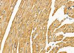 STAM2 Antibody in Immunohistochemistry (Paraffin) (IHC (P))