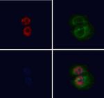 USP36 Antibody in Immunocytochemistry (ICC/IF)