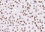 USP36 Antibody in Immunohistochemistry (Paraffin) (IHC (P))