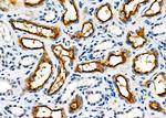 USP36 Antibody in Immunohistochemistry (Paraffin) (IHC (P))