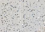 USP36 Antibody in Immunohistochemistry (Paraffin) (IHC (P))