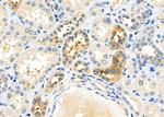 USP40 Antibody in Immunohistochemistry (Paraffin) (IHC (P))