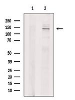 USP40 Antibody in Western Blot (WB)