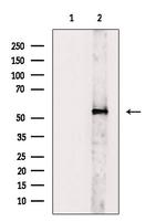 V-ATPase H Antibody in Western Blot (WB)