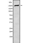 CaV2.3 Antibody in Western Blot (WB)