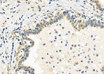 SLC30A2 Antibody in Immunohistochemistry (Paraffin) (IHC (P))