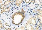 SLC30A2 Antibody in Immunohistochemistry (Paraffin) (IHC (P))