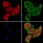 TMEM30A Antibody in Immunocytochemistry (ICC/IF)