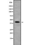 TMEM30A Antibody in Western Blot (WB)