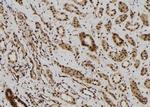 MAGEB6 Antibody in Immunohistochemistry (Paraffin) (IHC (P))