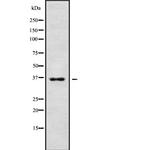 ATOH8 Antibody in Western Blot (WB)