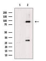 ZNF227 Antibody in Western Blot (WB)