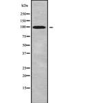 DMRTC2 Antibody in Western Blot (WB)