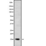 GILZ Antibody in Western Blot (WB)