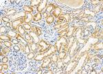 FBF1 Antibody in Immunohistochemistry (Paraffin) (IHC (P))