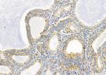 FBF1 Antibody in Immunohistochemistry (Paraffin) (IHC (P))