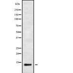 IFI6 Antibody in Western Blot (WB)