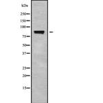 STRN Antibody in Western Blot (WB)