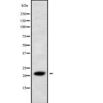 IL-28A Antibody in Western Blot (WB)