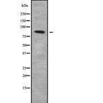 COLEC12 Antibody in Western Blot (WB)