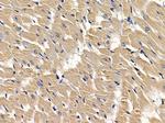 Sclerostin Antibody in Immunohistochemistry (Paraffin) (IHC (P))