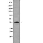 Opticin Antibody in Western Blot (WB)