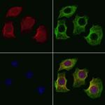 OR1K1 Antibody in Immunocytochemistry (ICC/IF)