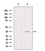 OR1K1 Antibody in Western Blot (WB)