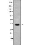 OR1M1 Antibody in Western Blot (WB)