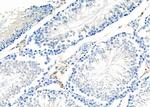 OR2T4 Antibody in Immunohistochemistry (Paraffin) (IHC (P))