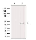 OR2T4 Antibody in Western Blot (WB)