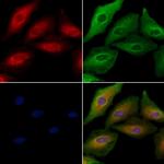 OR5T1 Antibody in Immunocytochemistry (ICC/IF)