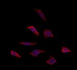 OR5T1 Antibody in Immunocytochemistry (ICC/IF)