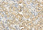 OR5T1 Antibody in Immunohistochemistry (Paraffin) (IHC (P))