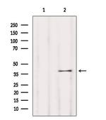 OR5T1 Antibody in Western Blot (WB)