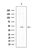 TAS2R60 Antibody in Western Blot (WB)