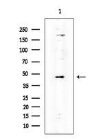 TAS2R60 Antibody in Western Blot (WB)