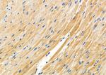 TAS2R9 Antibody in Immunohistochemistry (Paraffin) (IHC (P))