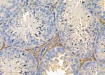 TAS2R9 Antibody in Immunohistochemistry (Paraffin) (IHC (P))