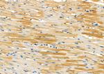 TAS2R9 Antibody in Immunohistochemistry (Paraffin) (IHC (P))