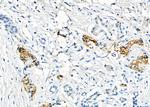 Klotho Antibody in Immunohistochemistry (Paraffin) (IHC (P))