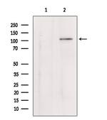 Klotho Antibody in Western Blot (WB)