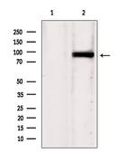 IFT88 Antibody in Western Blot (WB)