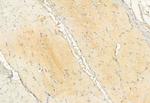 C2orf33 Antibody in Immunohistochemistry (Paraffin) (IHC (P))