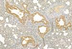 C2orf33 Antibody in Immunohistochemistry (Paraffin) (IHC (P))