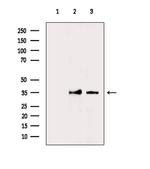 C2orf33 Antibody in Western Blot (WB)