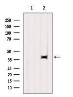 C2orf33 Antibody in Western Blot (WB)