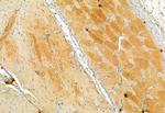 STOML2 Antibody in Immunohistochemistry (Paraffin) (IHC (P))