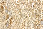 STOML2 Antibody in Immunohistochemistry (Paraffin) (IHC (P))